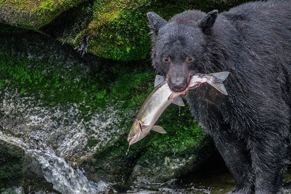 Black Bear-Salmon run-Anan Creek Wrangell-Alaska-USA
